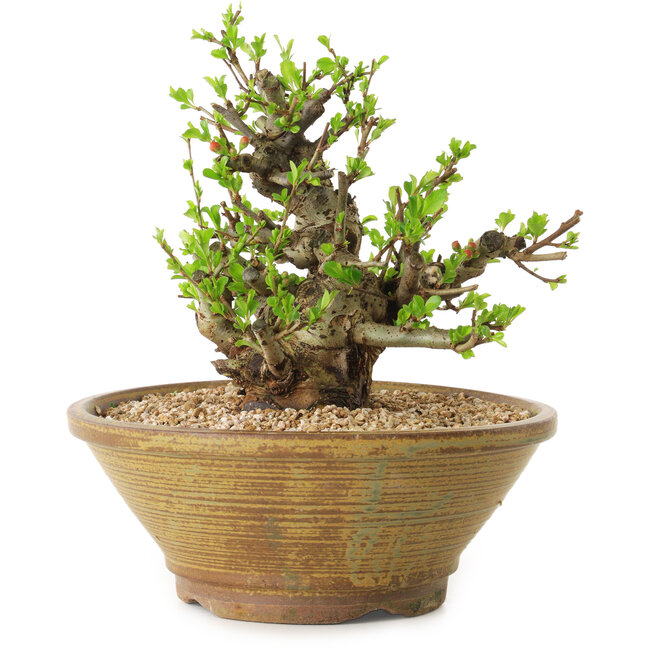 Chaenomeles speciosa, 21 cm, ± 20 ans