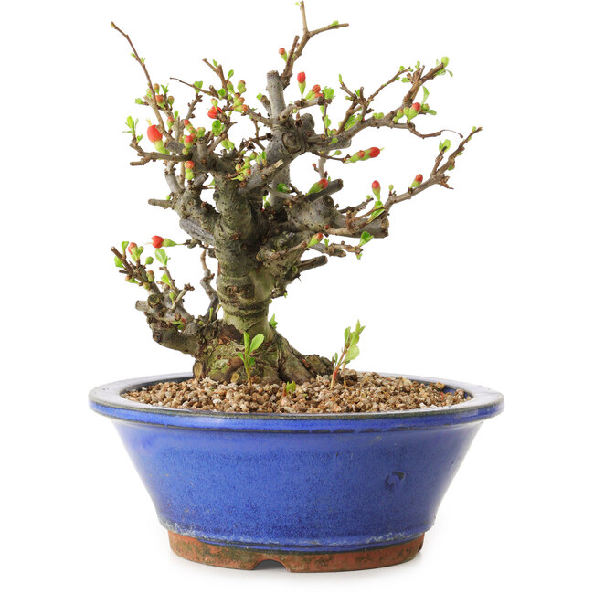 Chaenomeles speciosa, 21 cm, ± 20 Jahre alt