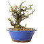 Chaenomeles speciosa, 21 cm, ± 20 years old