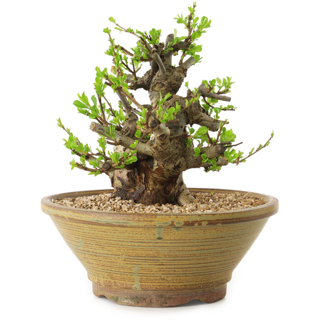 Chaenomeles speciosa, 21 cm, ± 20 years old