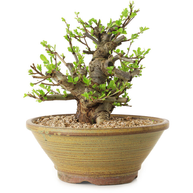 Chaenomeles speciosa, 21 cm, ± 20 jaar oud