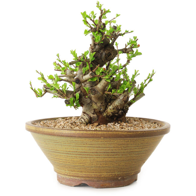 Chaenomeles speciosa, 21 cm, ± 20 ans