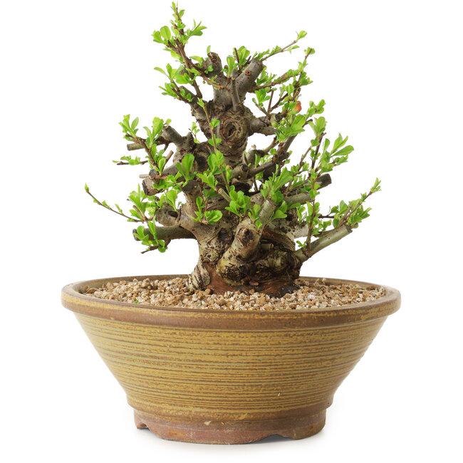 Chaenomeles speciosa, 21 cm, ± 20 ans