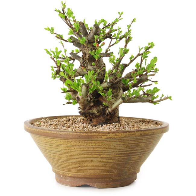 Chaenomeles speciosa, 21 cm, ± 20 ans