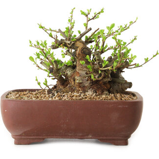 Chaenomeles speciosa, 16 cm, ± 20 Jahre alt