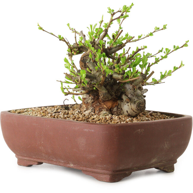 Chaenomeles speciosa, 16 cm, ± 20 ans