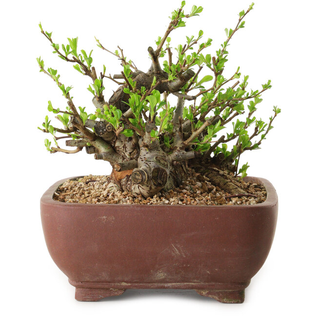 Chaenomeles speciosa, 16 cm, ± 20 jaar oud