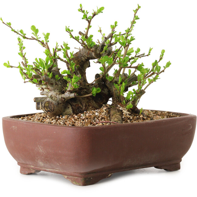 Chaenomeles speciosa, 16 cm, ± 20 anni