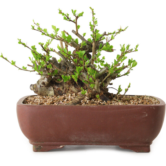 Chaenomeles speciosa, 16 cm, ± 20 años de edad