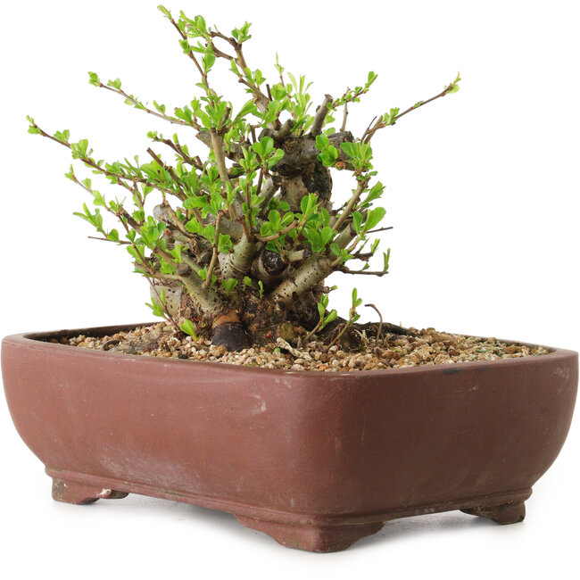 Chaenomeles speciosa, 16 cm, ± 20 años de edad