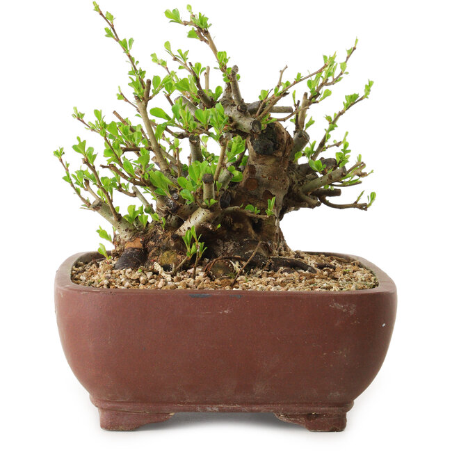 Chaenomeles speciosa, 16 cm, ± 20 jaar oud