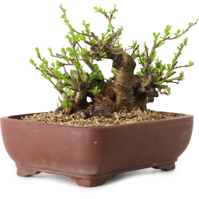 Chaenomeles speciosa, 16 cm, ± 20 years old