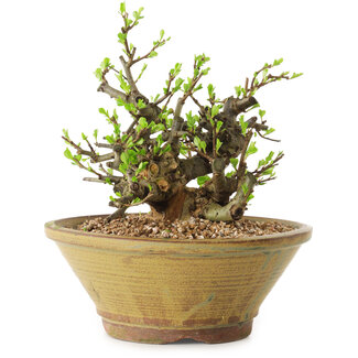 Chaenomeles speciosa, 16 cm, ± 20 anni