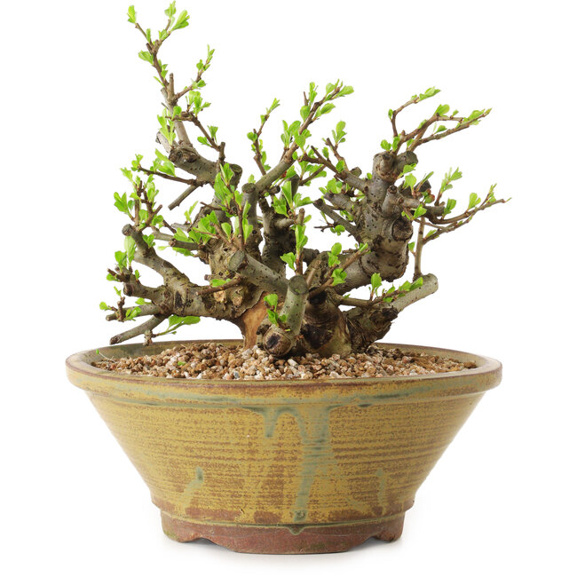 Chaenomeles speciosa, 16 cm, ± 20 jaar oud