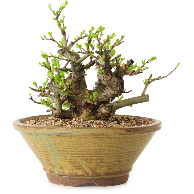 Chaenomeles speciosa, 16 cm, ± 20 Jahre alt