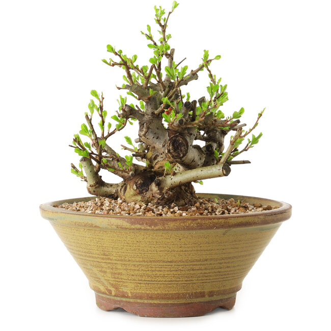 Chaenomeles speciosa, 16 cm, ± 20 anni