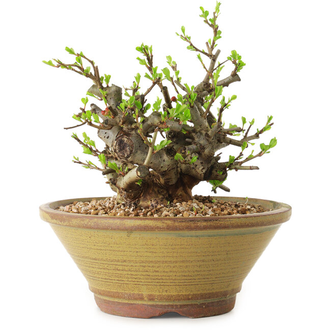 Chaenomeles speciosa, 16 cm, ± 20 Jahre alt