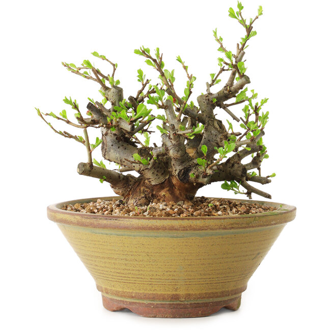 Chaenomeles speciosa, 16 cm, ± 20 jaar oud