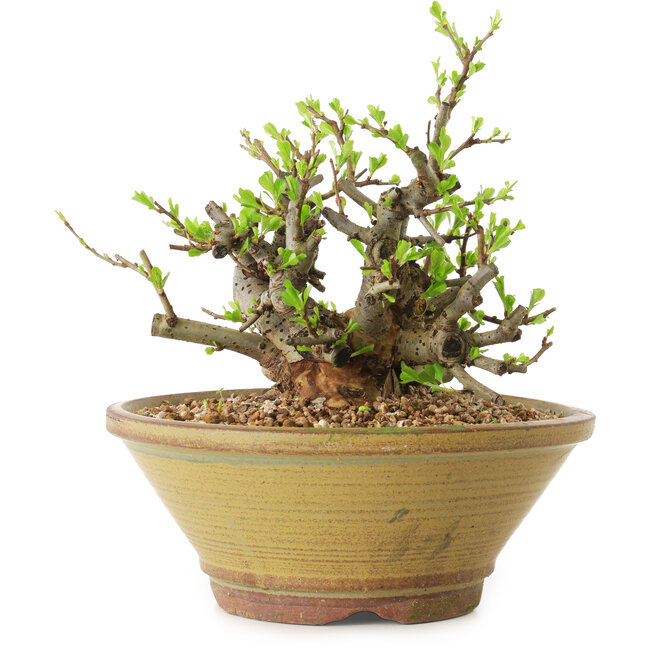 Chaenomeles speciosa, 16 cm, ± 20 anni