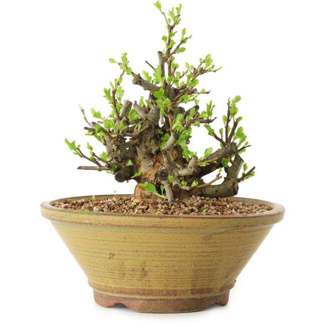 Chaenomeles speciosa, 16 cm, ± 20 años de edad