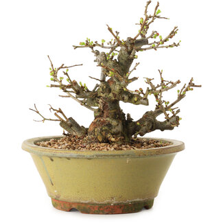 Chaenomeles speciosa, 19 cm, ± 20 años de edad