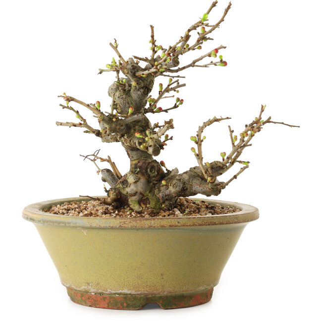 Chaenomeles speciosa, 19 cm, ± 20 ans