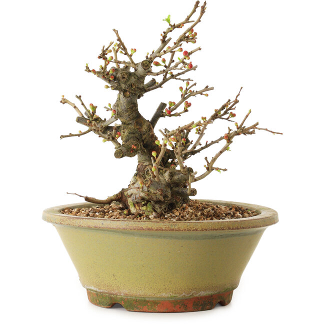 Chaenomeles speciosa, 19 cm, ± 20 Jahre alt