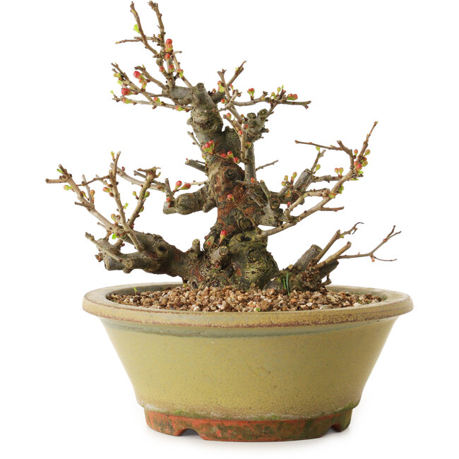 Chaenomeles speciosa, 19 cm, ± 20 years old