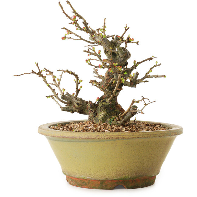 Chaenomeles speciosa, 19 cm, ± 20 years old