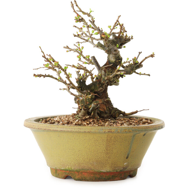 Chaenomeles speciosa, 19 cm, ± 20 anni