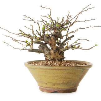 Chaenomeles speciosa, 18 cm, ± 20 years old