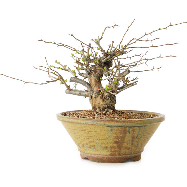 Chaenomeles speciosa, 18 cm, ± 20 jaar oud