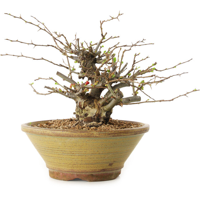 Chaenomeles speciosa, 18 cm, ± 20 Jahre alt