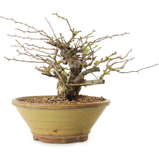 Chaenomeles speciosa, 18 cm, ± 20 ans