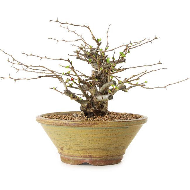 Chaenomeles speciosa, 18 cm, ± 20 anni