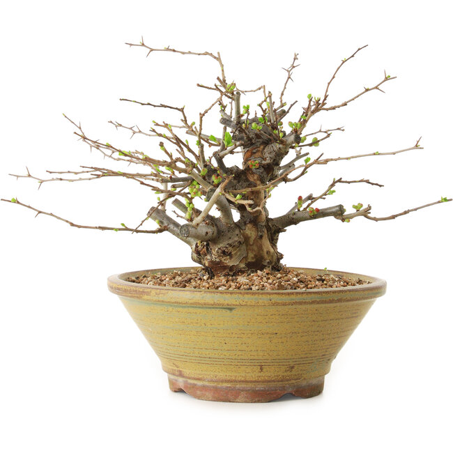 Chaenomeles speciosa, 18 cm, ± 20 Jahre alt