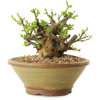 Chaenomeles speciosa, 15 cm, ± 20 years old