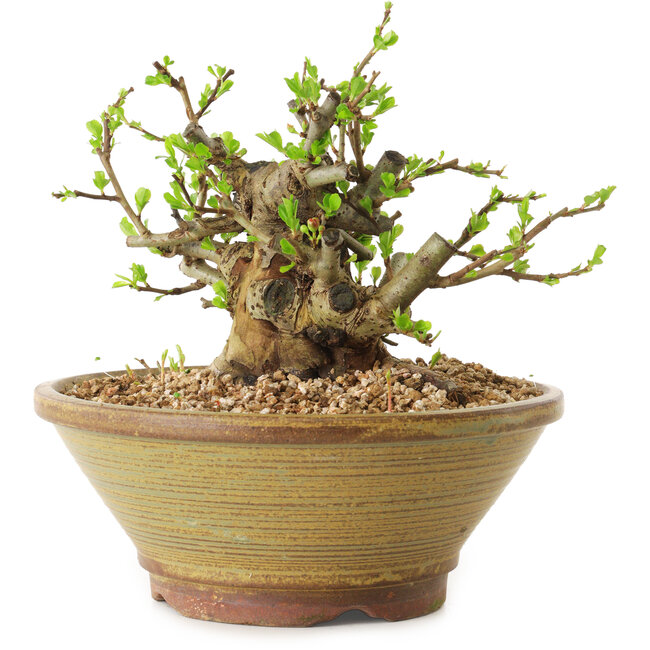 Chaenomeles speciosa, 15 cm, ± 20 anni