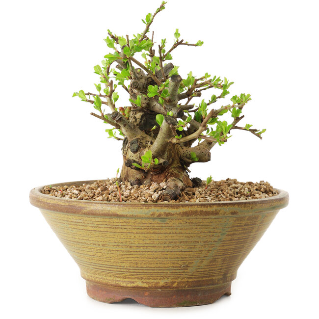 Chaenomeles speciosa, 15 cm, ± 20 jaar oud