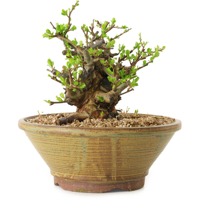 Chaenomeles speciosa, 15 cm, ± 20 ans