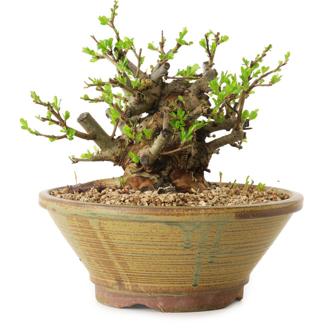 Chaenomeles speciosa, 15 cm, ± 20 años de edad