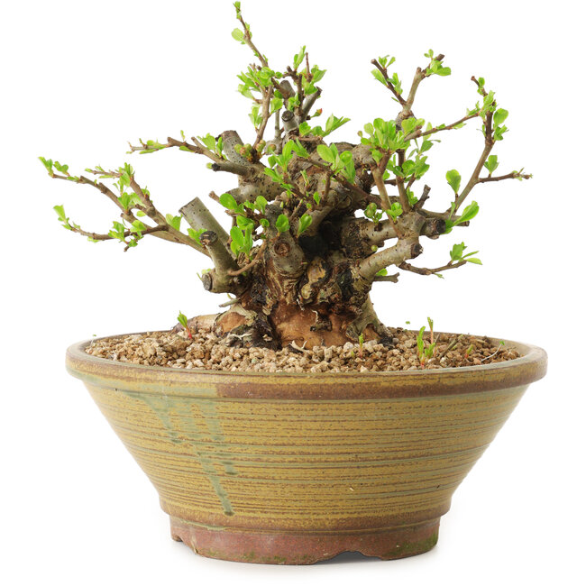 Chaenomeles speciosa, 15 cm, ± 20 jaar oud