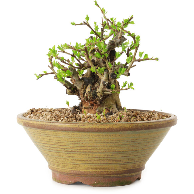 Chaenomeles speciosa, 15 cm, ± 20 anni