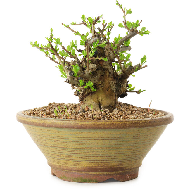 Chaenomeles speciosa, 15 cm, ± 20 años de edad