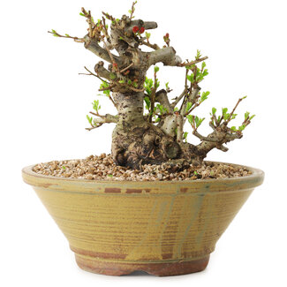 Chaenomeles speciosa, 14 cm, ± 20 years old