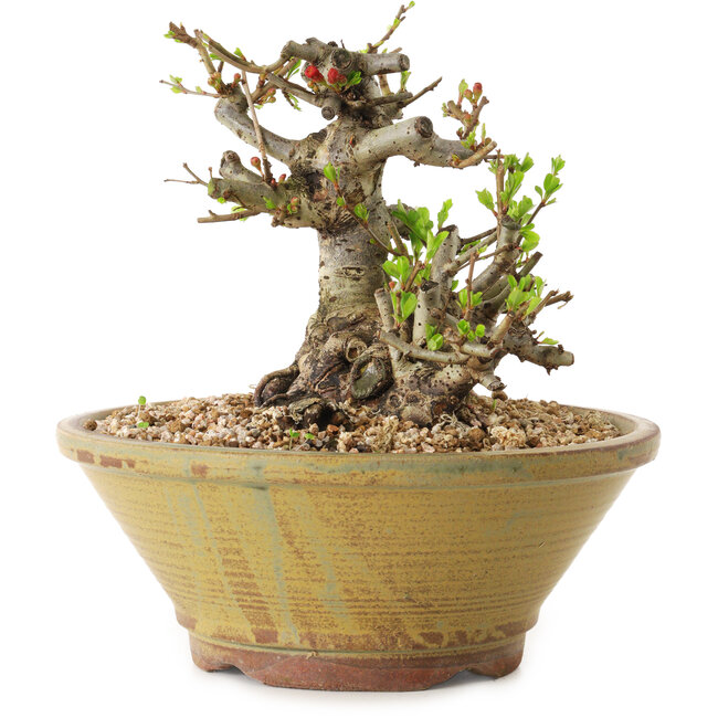 Chaenomeles speciosa, 14 cm, ± 20 años de edad