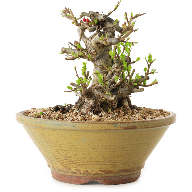 Chaenomeles speciosa, 14 cm, ± 20 años de edad