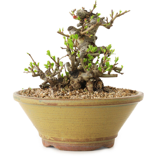 Chaenomeles speciosa, 14 cm, ± 20 jaar oud