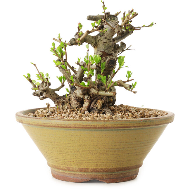 Chaenomeles speciosa, 14 cm, ± 20 Jahre alt