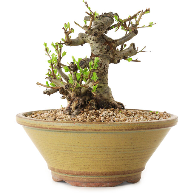 Chaenomeles speciosa, 14 cm, ± 20 ans